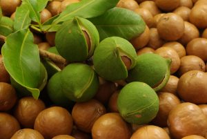 Come coltivare noci di macadamia