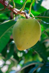 Come coltivare Sapote bianco