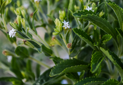 Stevia come coltivare