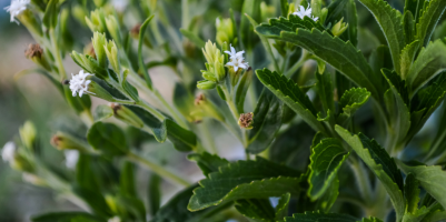 Stevia come coltivare