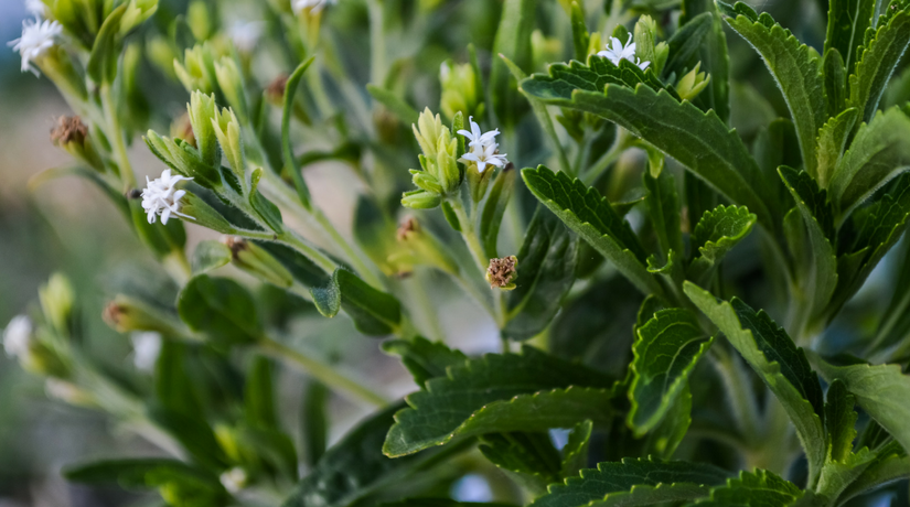 Stevia come coltivare