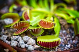 Dionaea Muscipula carnivora