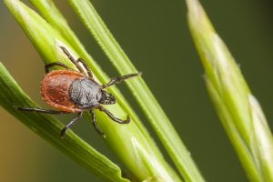 Insetti sulle piante maggio