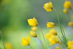 Giardino maggio bulbi a fioritura estiva