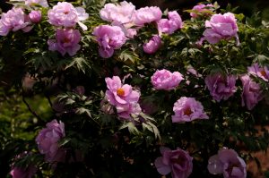 peonia fiore