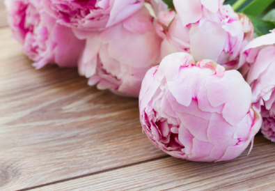 Come coltivare le peonie