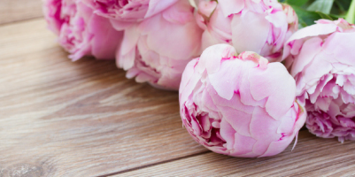 Come coltivare le peonie