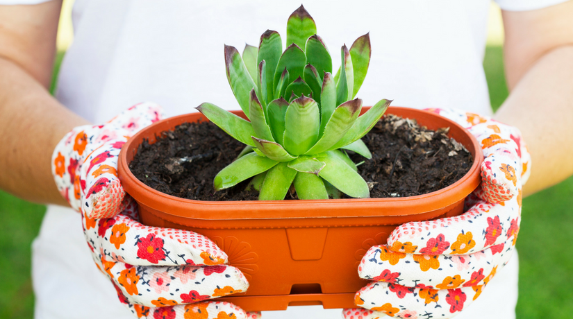 Il calendario dei lavori da fare a maggio in giardino