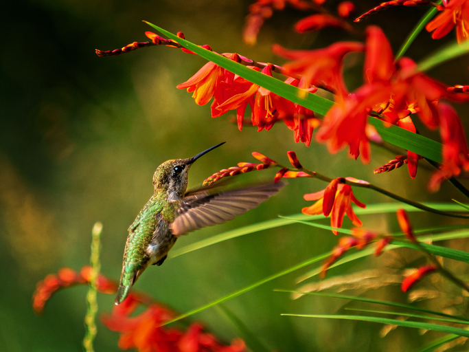 Fiore di crocosmia