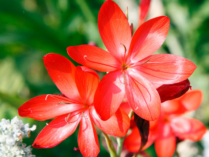 Come coltivare crocosmia