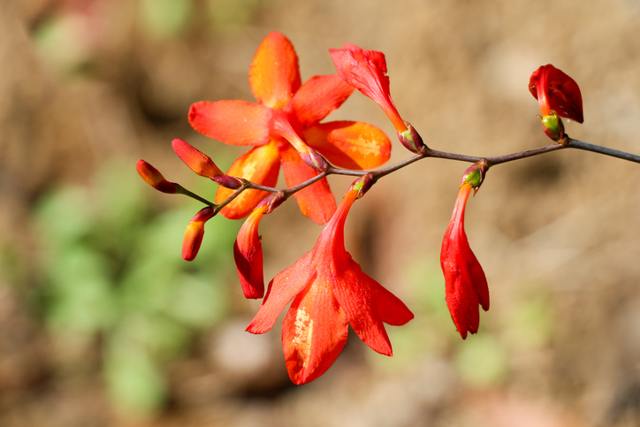 Crocosmia fiore come coltivare