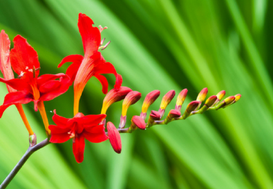 Come coltivare crocosmia