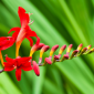 Come coltivare crocosmia