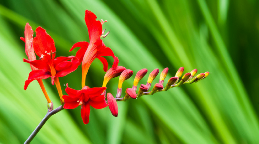 Come coltivare crocosmia