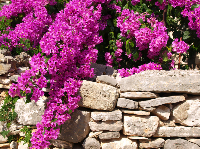 Siepe Bouganvillea