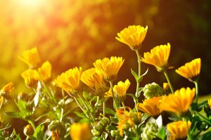 Come coltivare Calendula pianta contro le zanzare