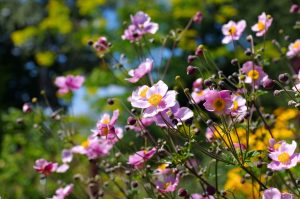 Anemone japonica fiori di settembre