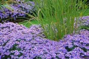 Aster fiori di settembre