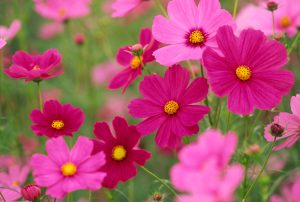 Cosmea fiori di settembre