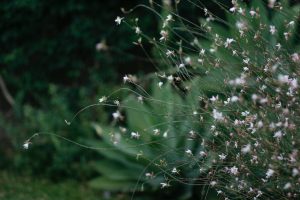 Gaura fiori di settembre