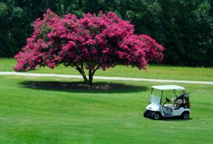 Lagerstroemia fiori di settembre