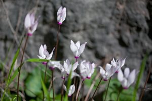 Ciclamino selvatico fiori di settembre