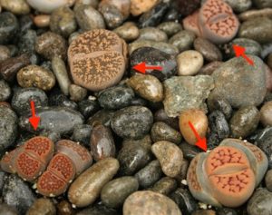 Lithops fiori più strani al mondo