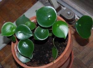 Peperomia Jayde fiori più strani del mondo