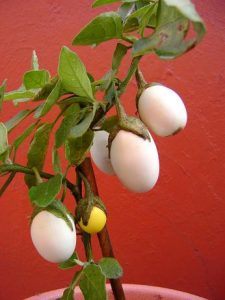 Solanum ovigerum piante più strane al mondo