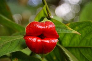 Psychotria Elata_ piante più strane al mondo fiore-del-bacio