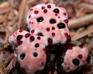 Hydnellum peckii fiori più strani al mondo