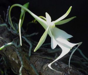 orchidea fantasma fiori più strani del mondo