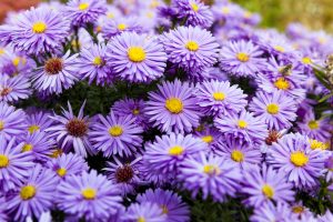 Aster fioritura autunnale fiore autunno