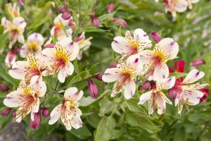 Alstroemeria fioritura autunnale