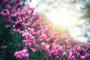 Erica fioritura autunnale fiore atunnale