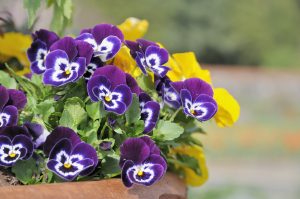 Viola del pensiero fioritura autunnale fiore autunno