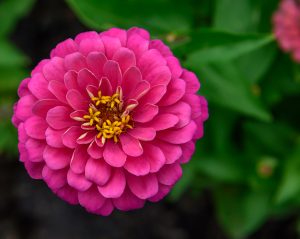 Zinnia fioritura autunnale fiore autunno