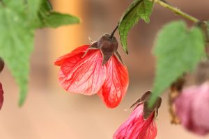 Alchechengi fioritura autunnale fiore autunno