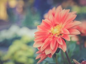 Dalia fiore autunnale fioritura autunnale