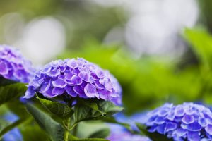 Ortensia fioritura autunnale fiore autunno