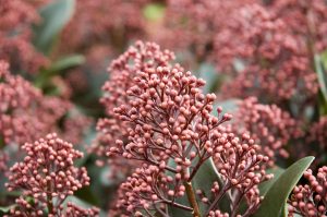 Skimmia fioritura autunnale fiore autunno