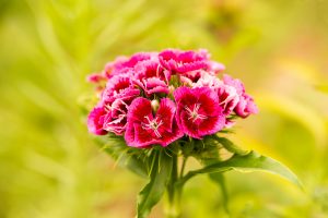 Coltivazione garofano fiore