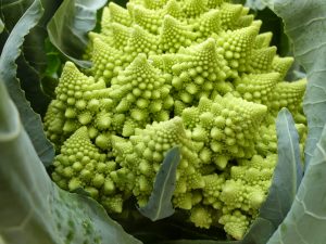 Romanesco broccoli come coltivare broccoli