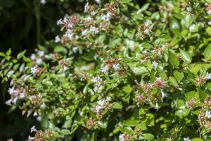 Abelia pianta siepe photo