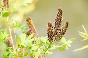 Amorpha pianta siepe photo
