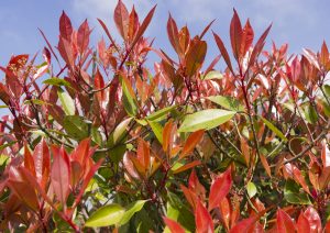 Photinia pianta siepe photo