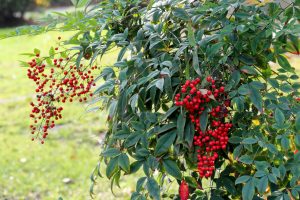 Nandina pianta sempreverde photo