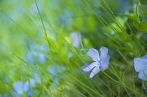 Pervinca sempreverde photo