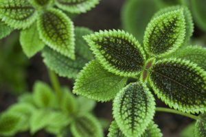 Pilea sempreverde photo