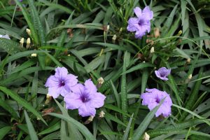 Ruellia pianta sempreverde